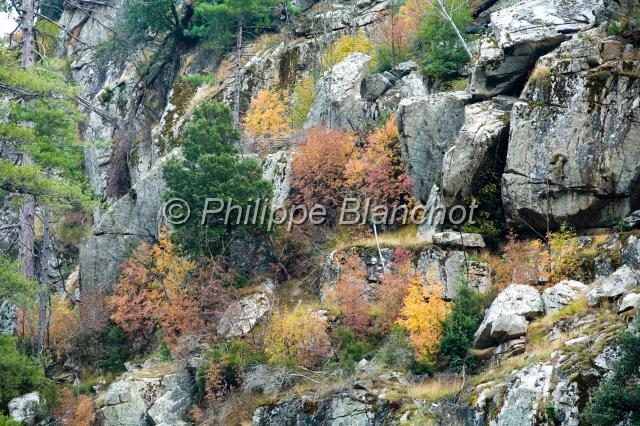france corse 21.JPG - Couleurs d'automne, accaciasGorges de la RestonicaCorse
